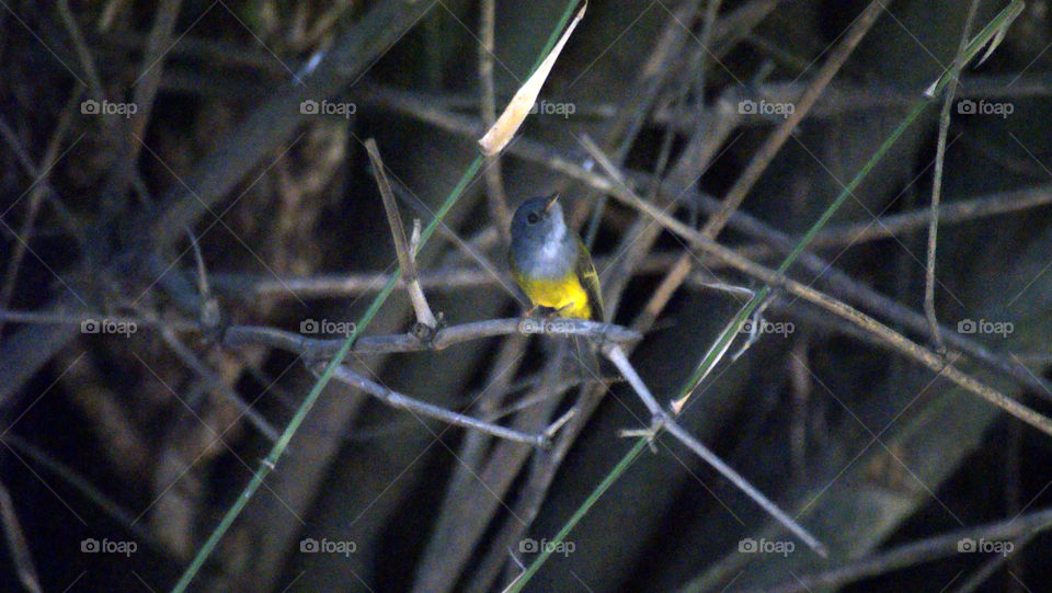 Little bluish grey yellow bird, enjoying its surroundings and giving back by just being itself.