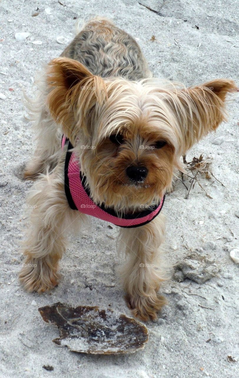 Beach puppy 2