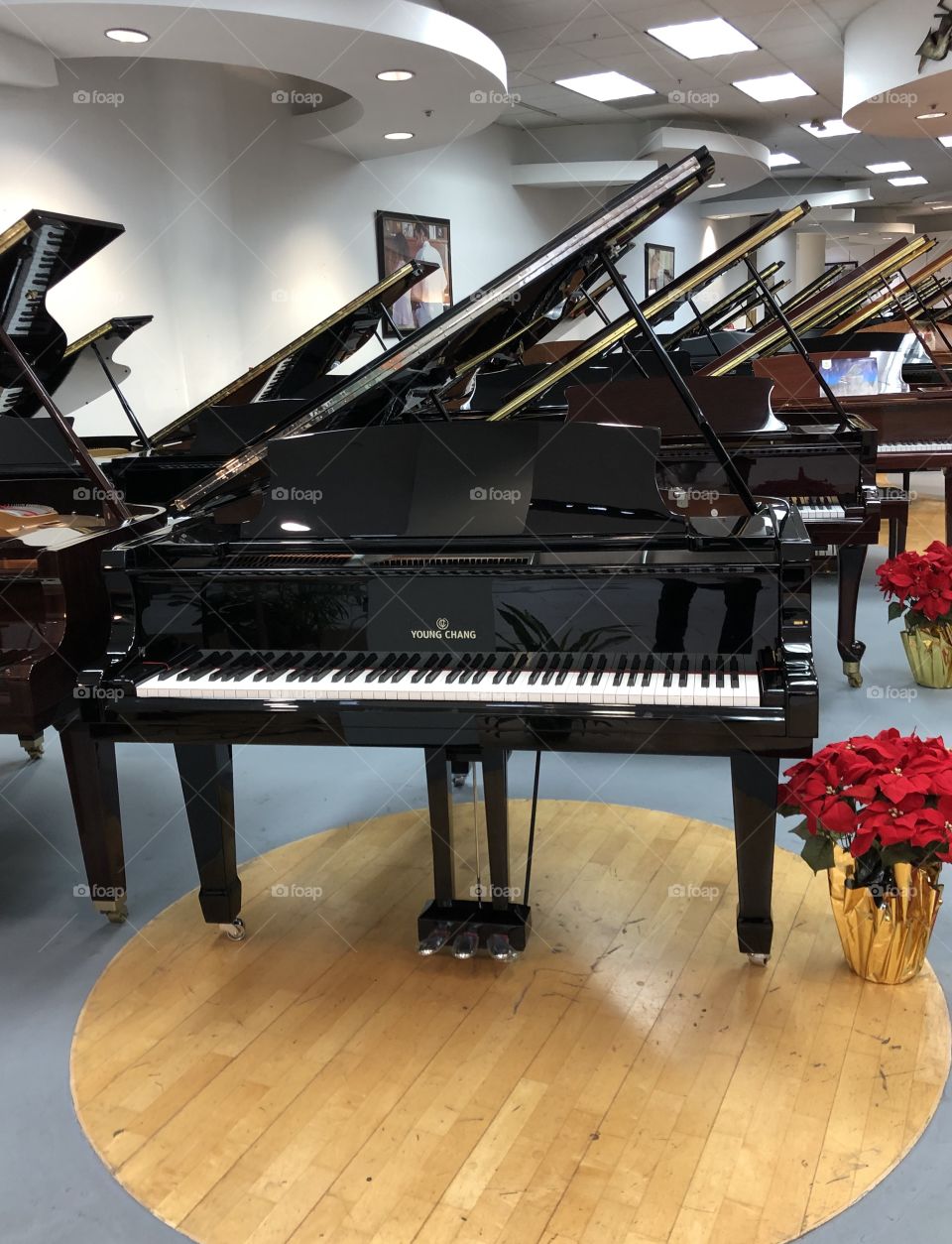 Display of Young Cheng baby grand pianos in retail store with red poinsettia flowers
