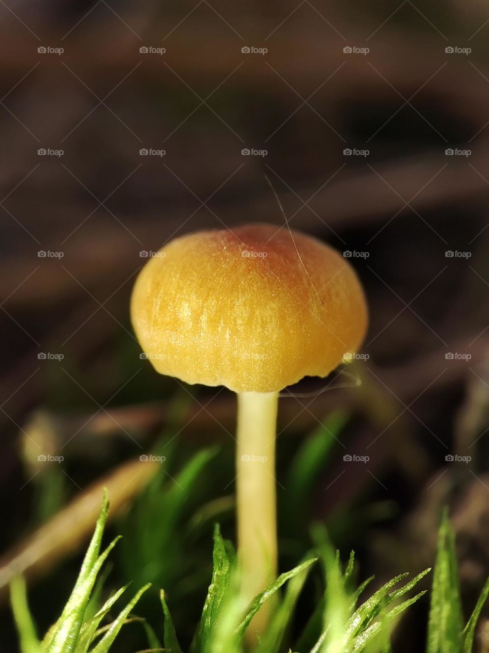Macro photo of a mushroom growing in the forest