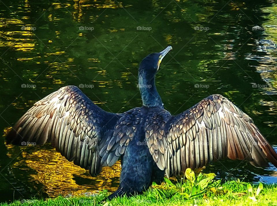 The cormorant dries its wings