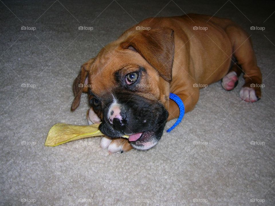 Baby Boxer