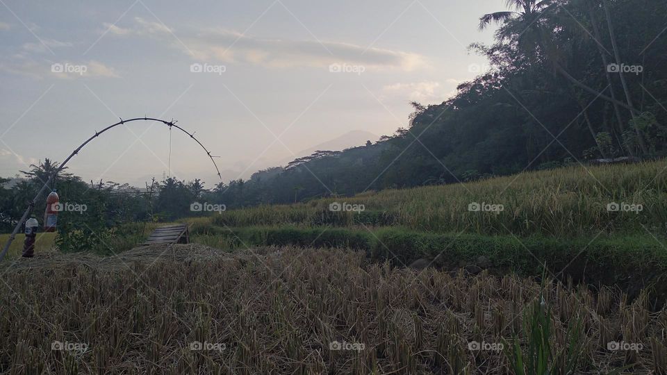 Beautiful view in the afternoon in the rice fields