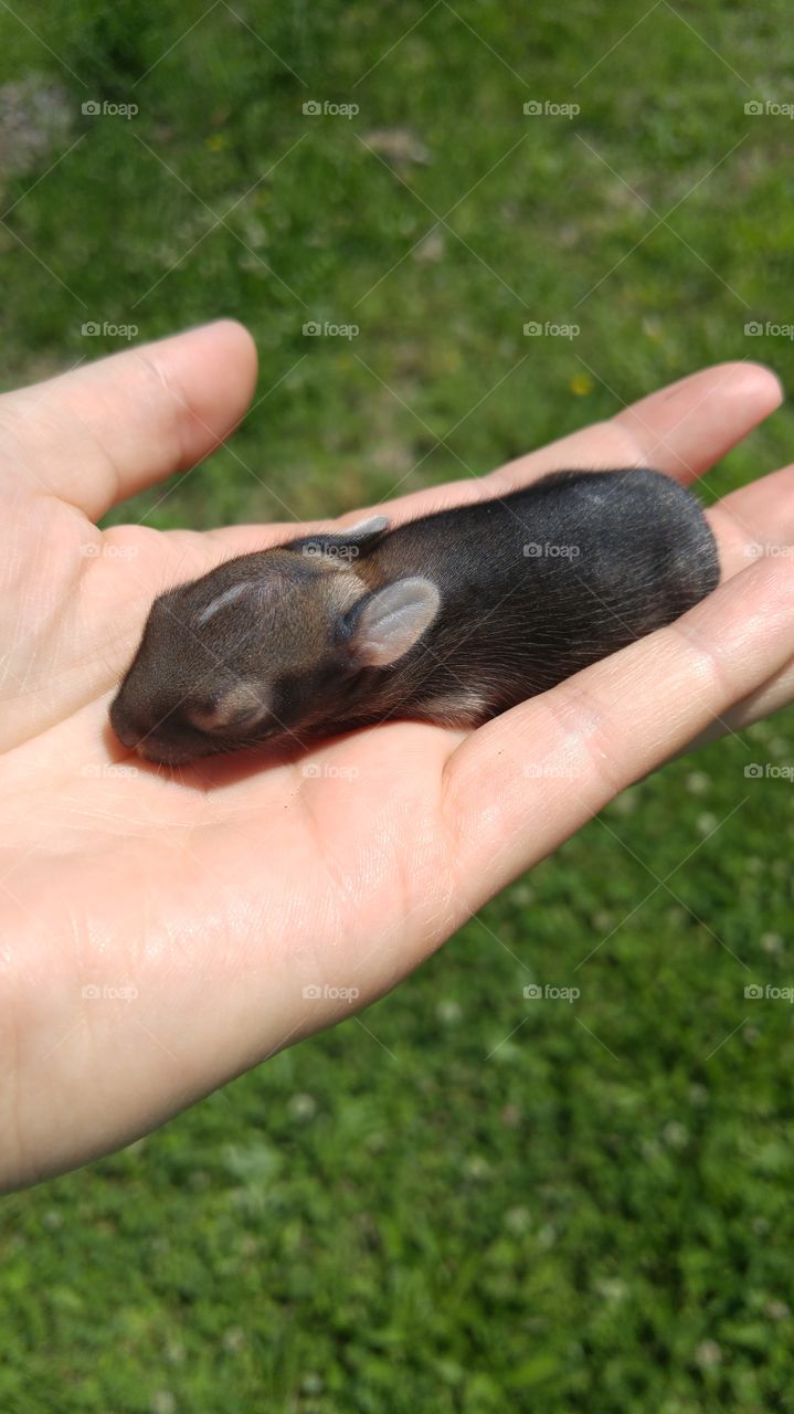 Baby bunny I saved from our dogs mouth