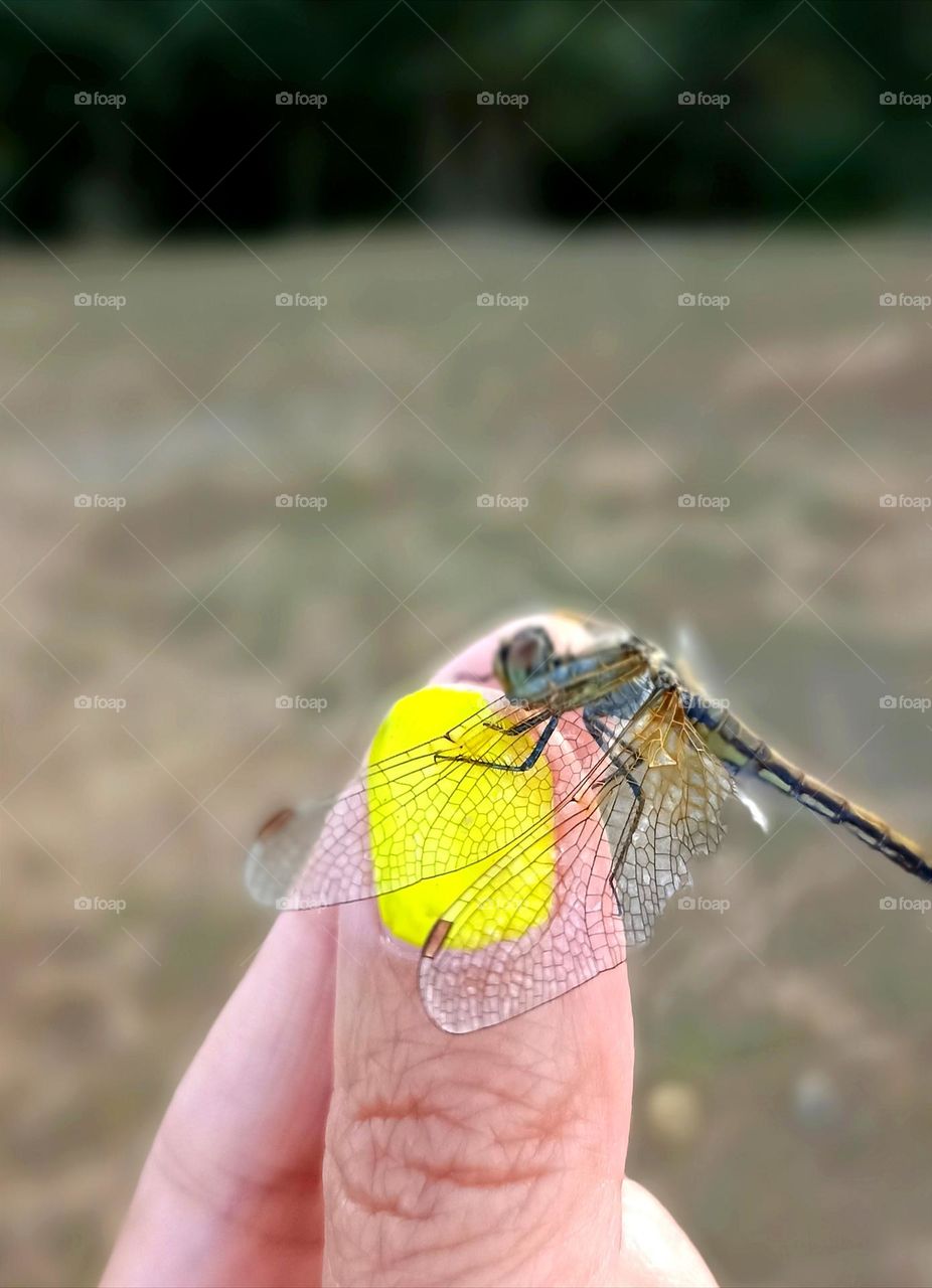 dragonfly on a female hand close up mobile photography