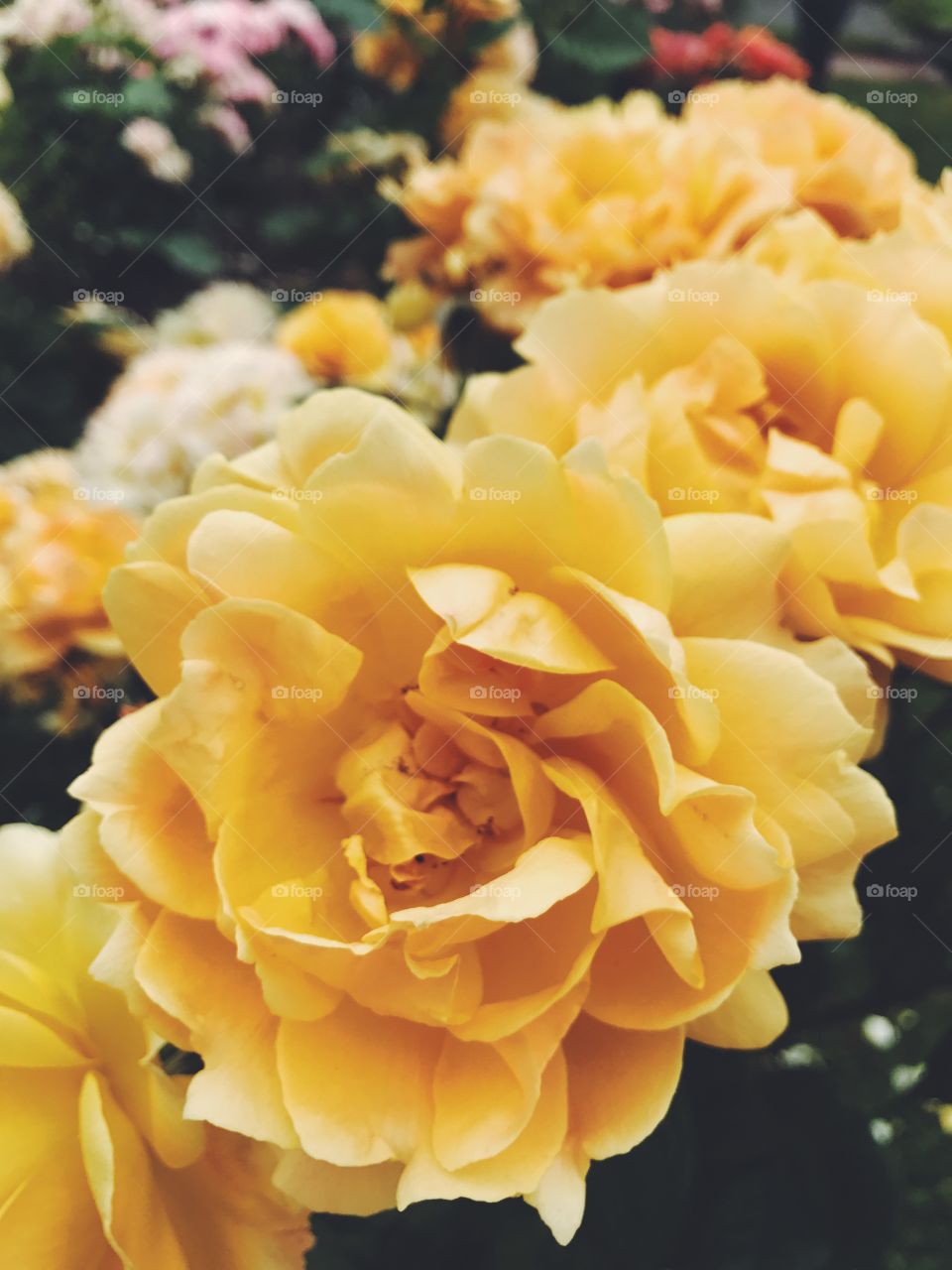 Yellow Vintage Roses 