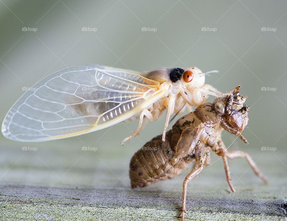 Newly emerged periodical cicada 