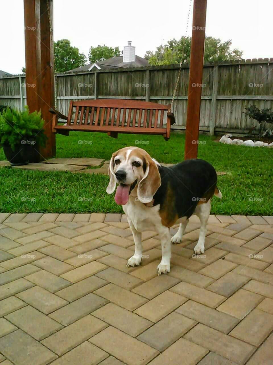 Beagle grass miss Molly female dog swing outdoors tongue happy healthy