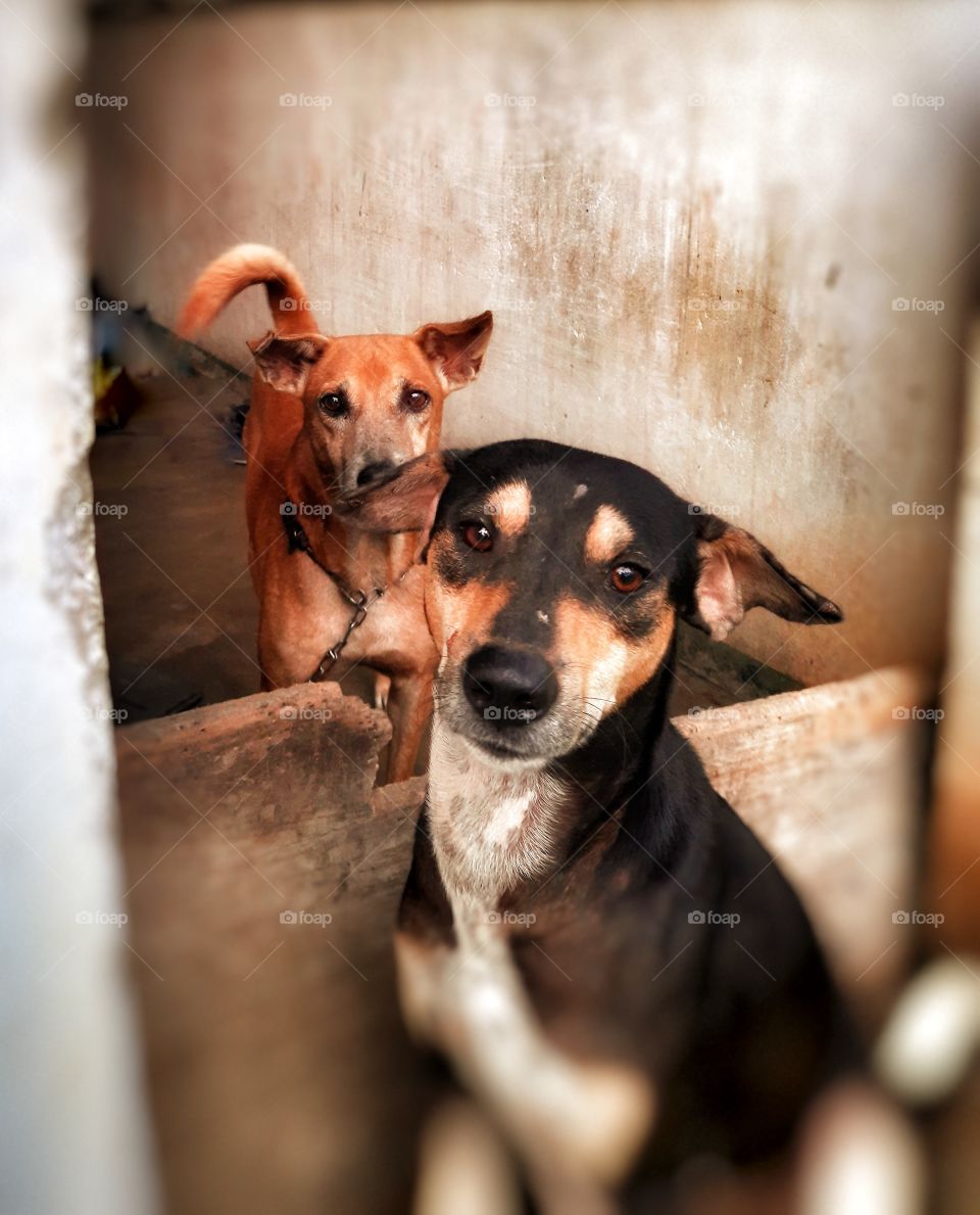 beautiful Two dogs friends