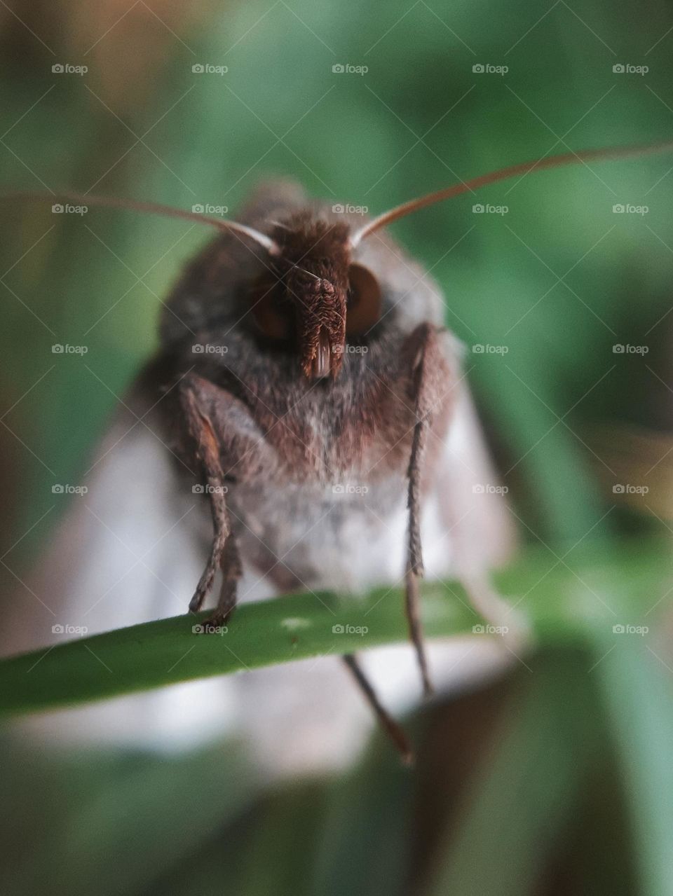 Photo of a wild moth among greenery