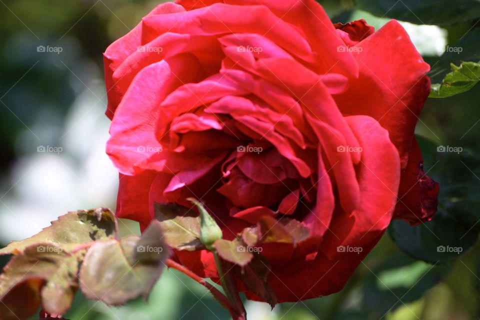 Fullblown rose