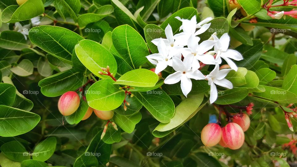 Fresh Carunda or Karonda leaves, flower and fruit;  Christ's Thorn (Scientific Name:Carissa Carandas)