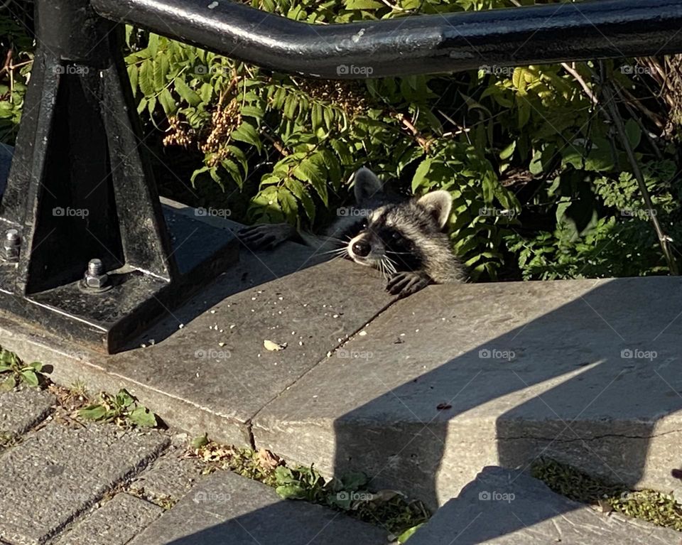 Raccoon with a curious glance 