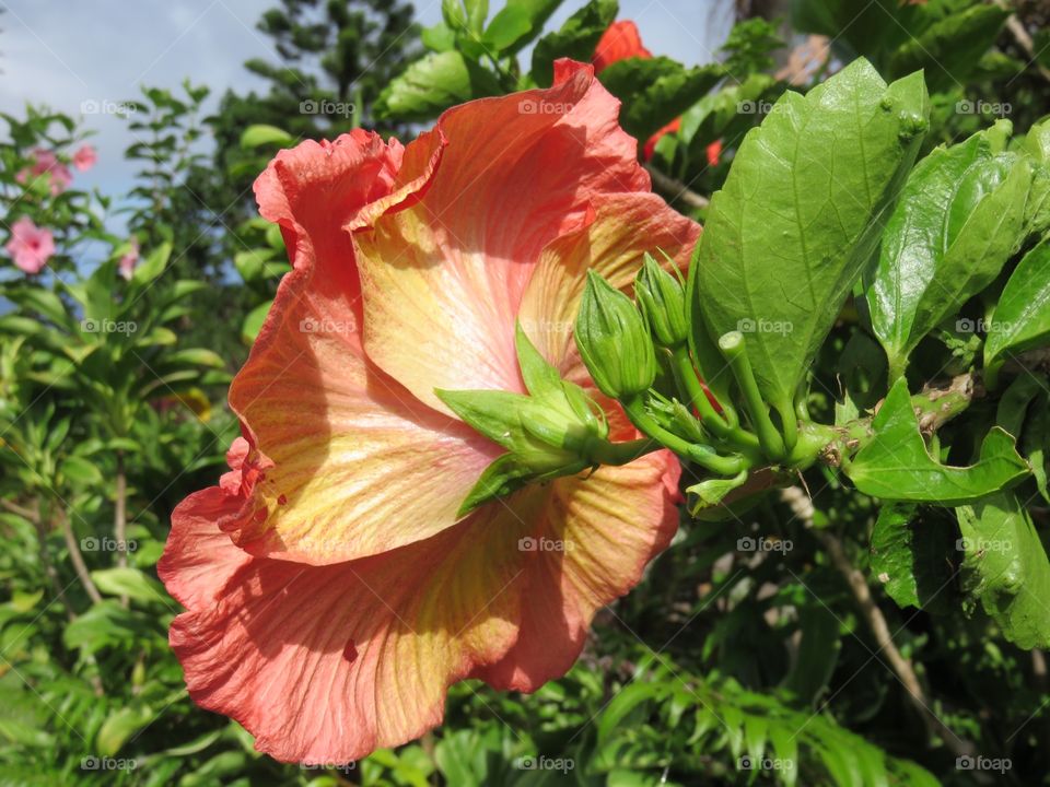 Hibiscus 