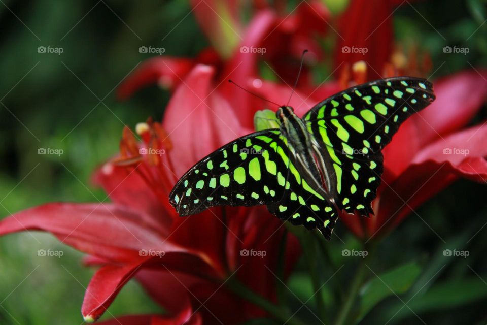 Vivid fluorescent green and black patterned butterfly with outstretched wings atop red flowers in springtime. Perfect for background and copy or text.