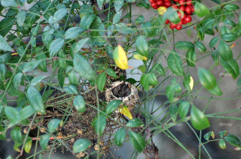 Little hummingbirds chicks