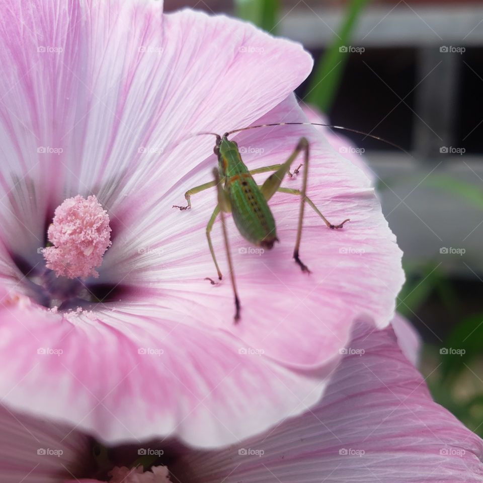 bug on a rose mallow flower