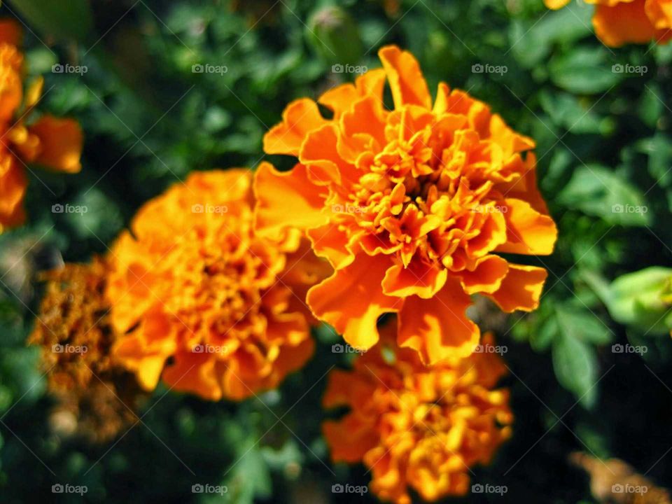 Marigolds