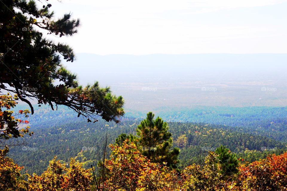 Scenic view trees