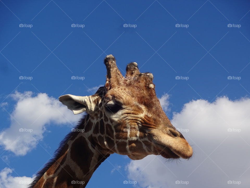 Giraffe