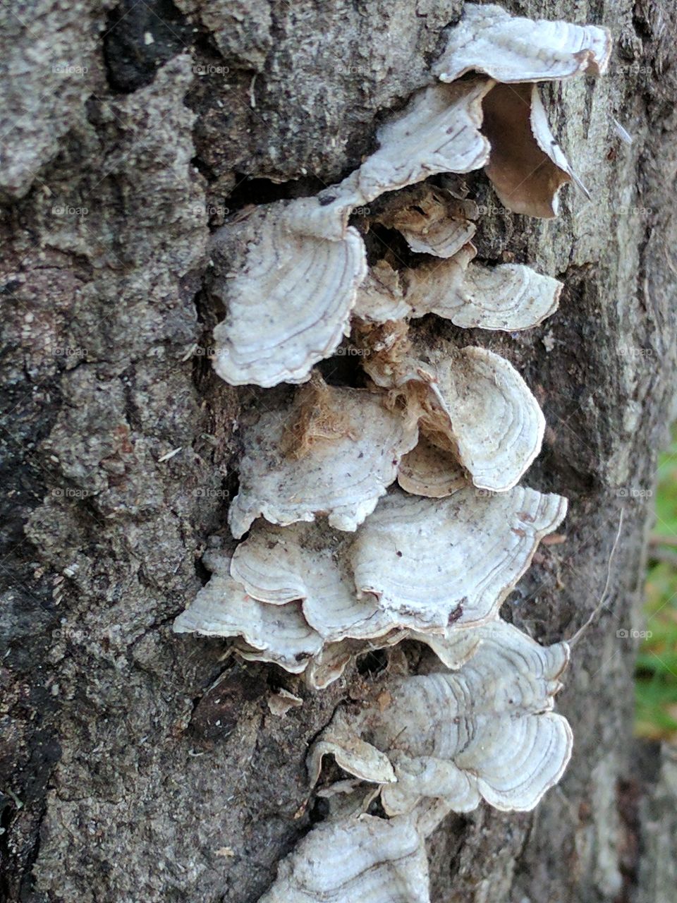 climbing mushrooms