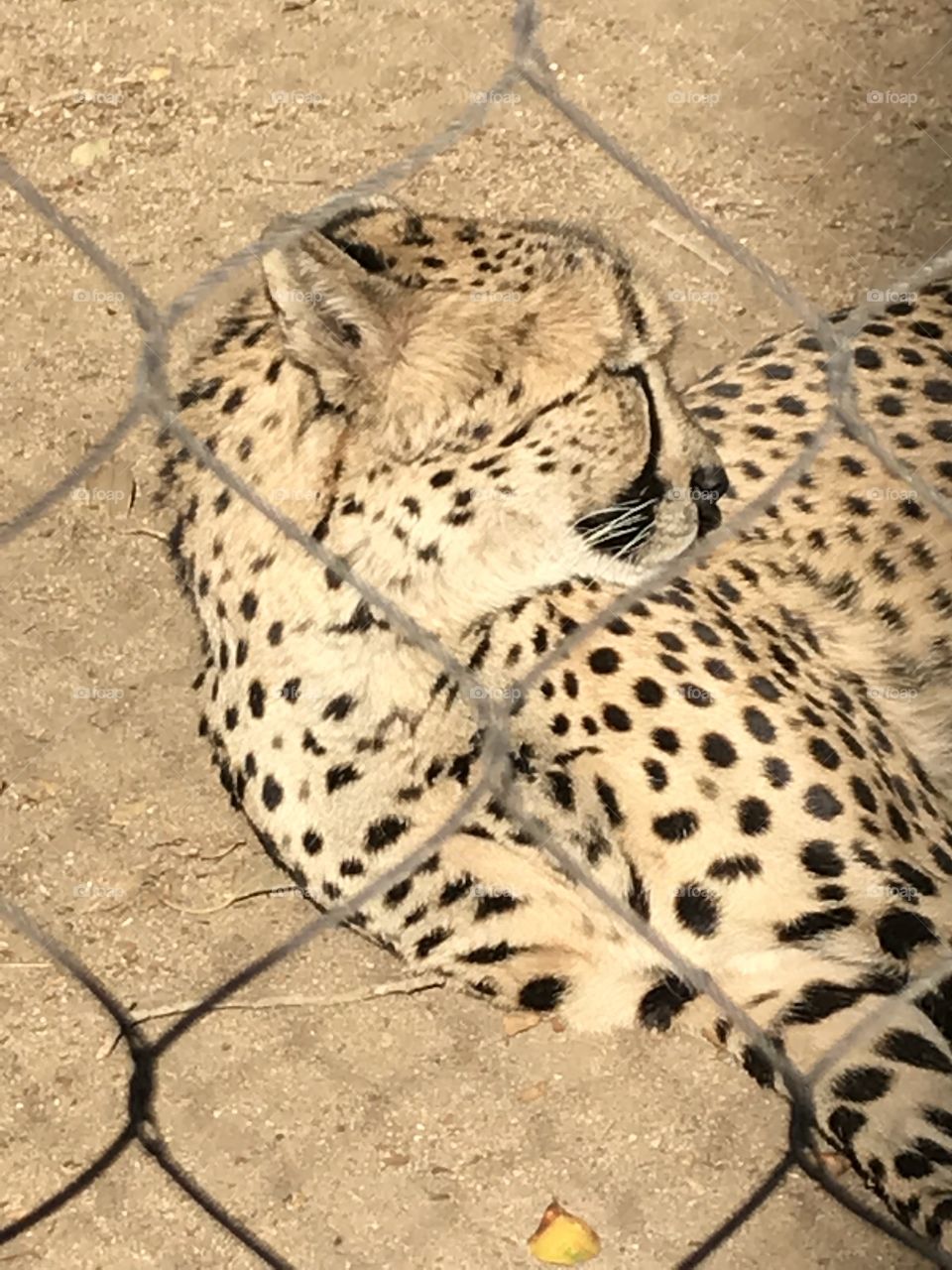 Cheetah 