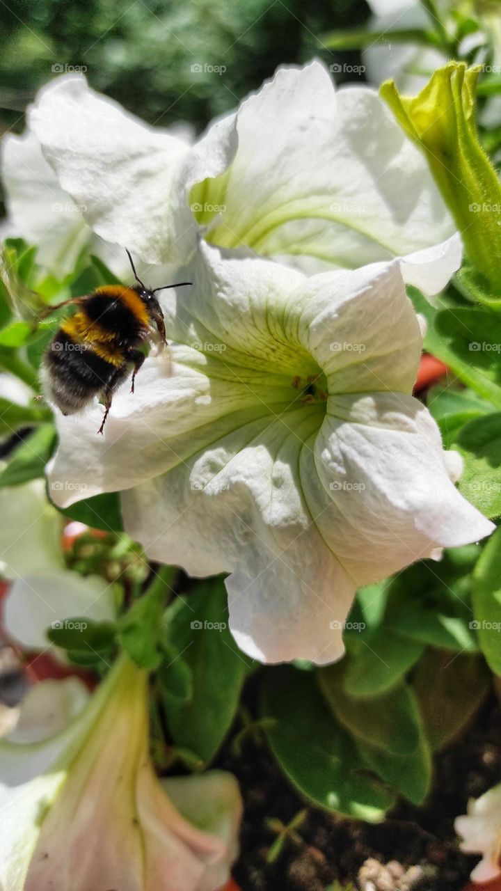 Fat  bumblebee pollination a petunia