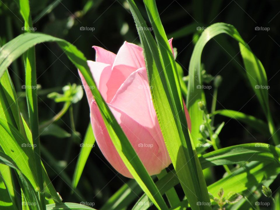 Pink tulip in the grass