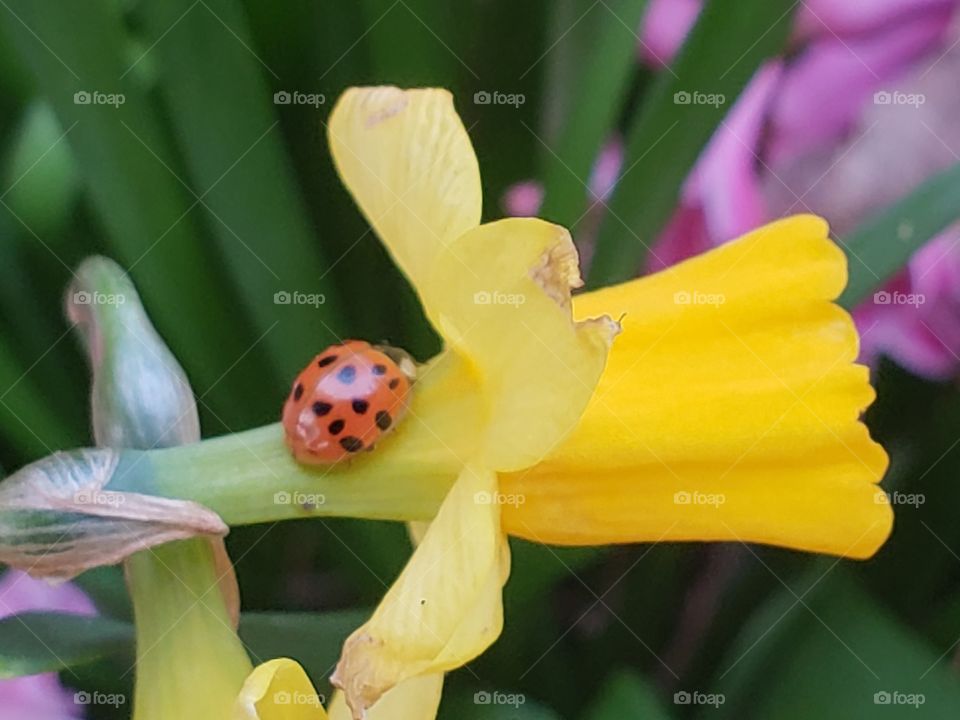 ladybug and daffodil