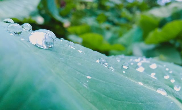 dewrain