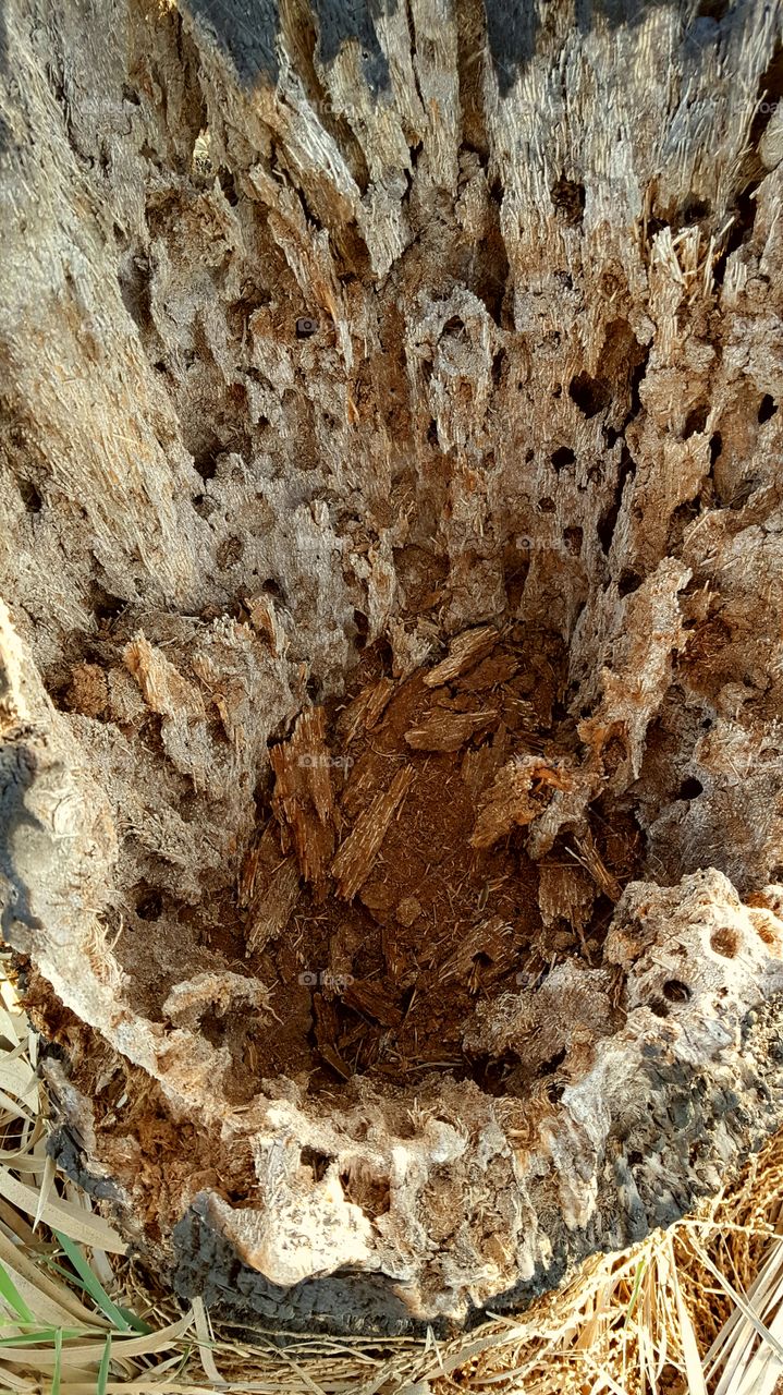 inside of An Old tree