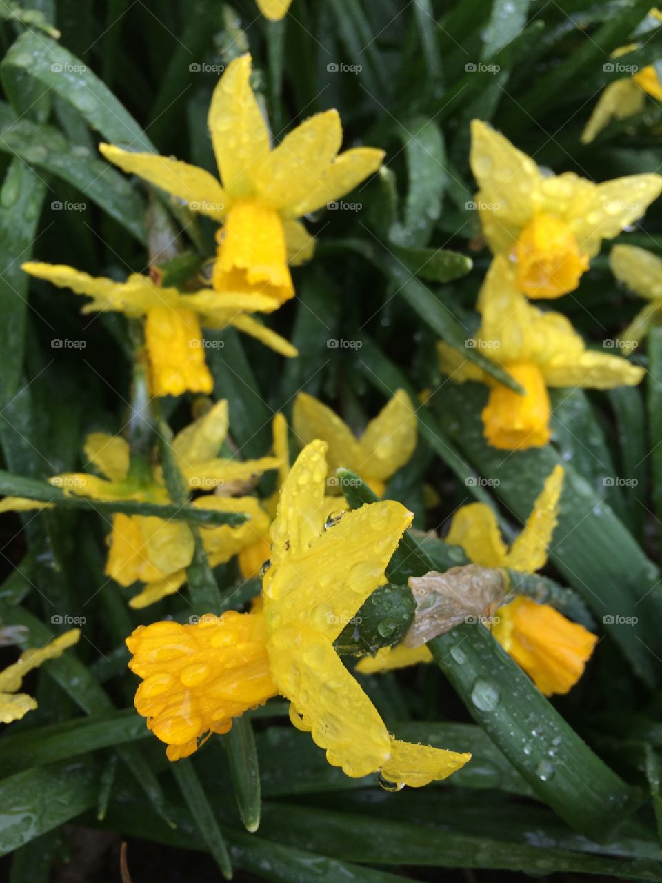 Wet Daffodils 