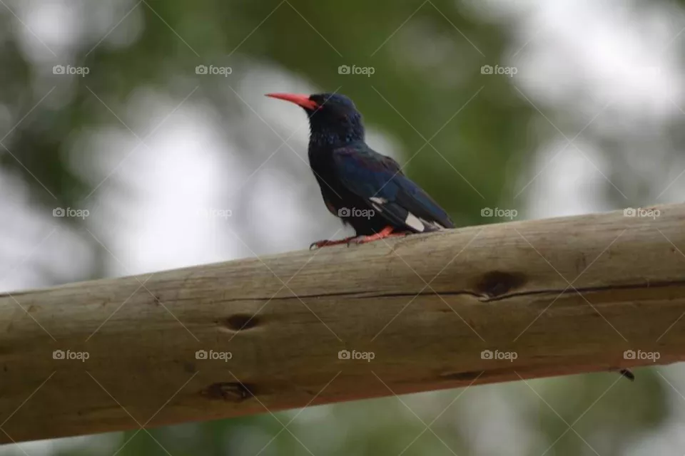 bird