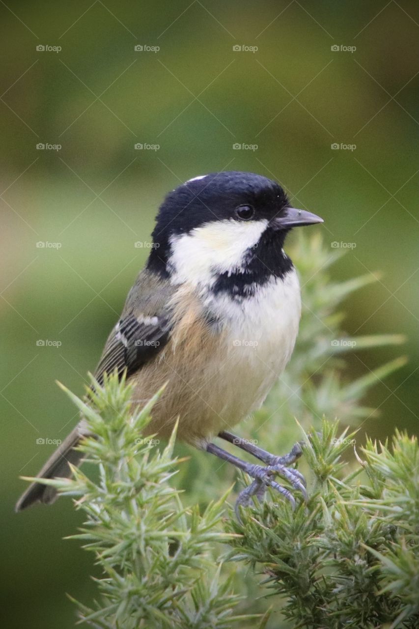 Coal tit