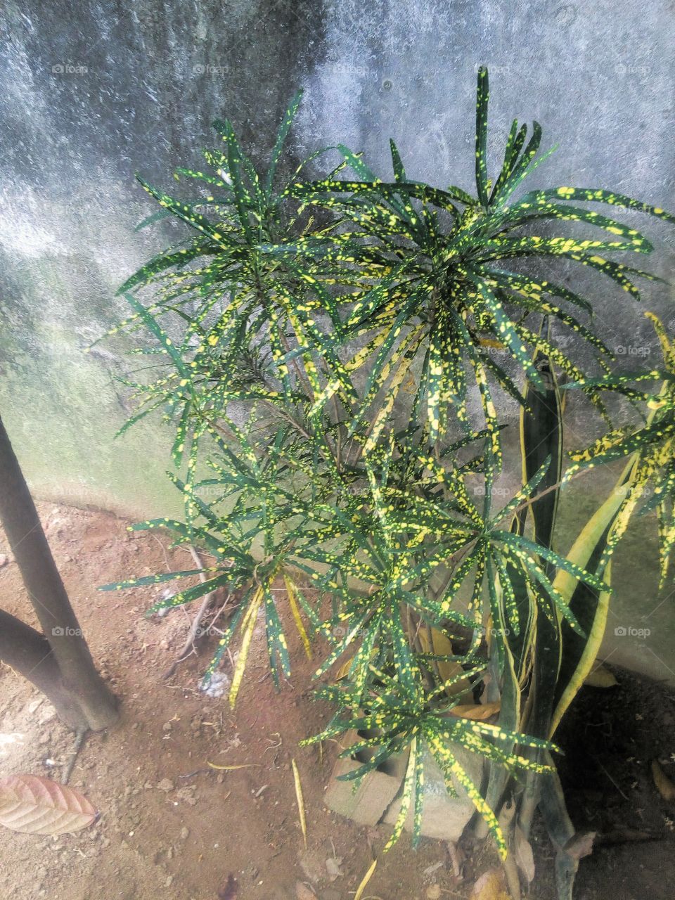 beautiful plant