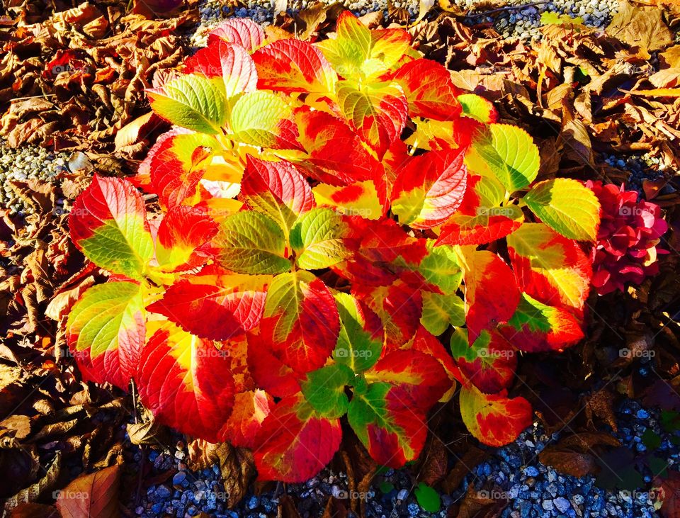 Fall Colours Hydrangia