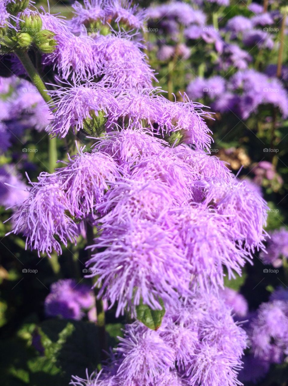 Lavender flow. An interesting flowers at the botanical garden.