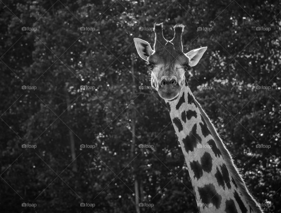 A Giraffe photographed at the Aalborg Zoo in 2015.