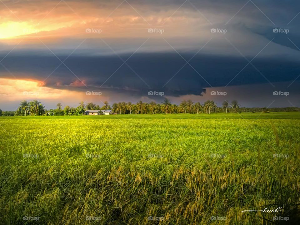 The beauty of the rice fields in the village