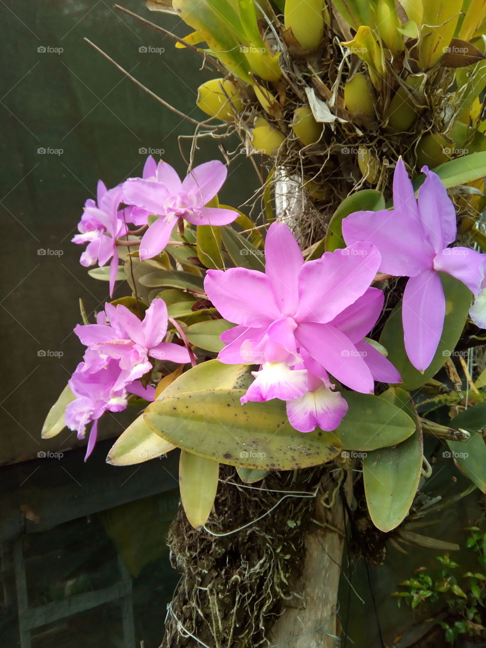 Orquídea Clattleya