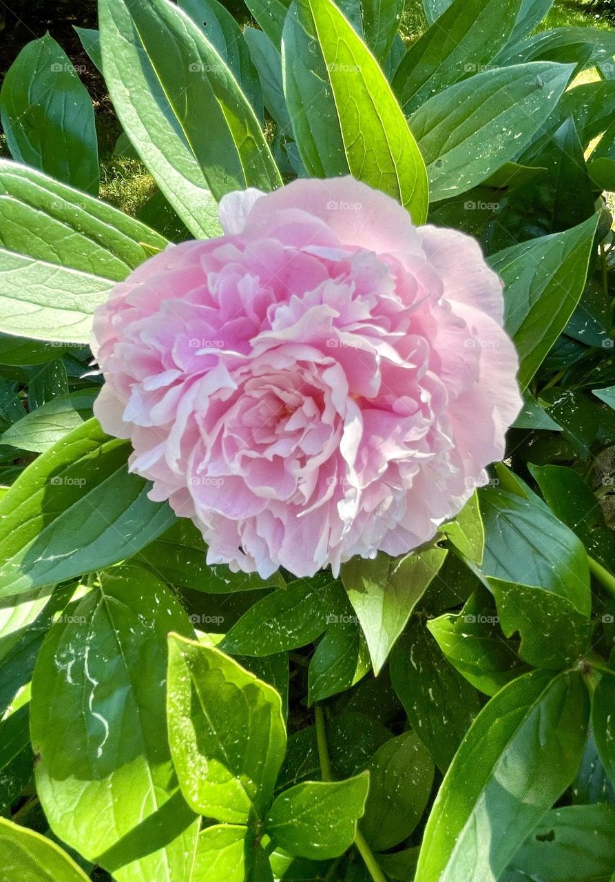 A lone pink peony stands proudly in full bloom on a bright green bush, its soft, delicate petals unfurling in layers. The peony's blossoms contrast beautifully against the fresh, healthy greenery.