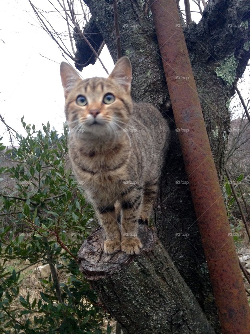 Cat on tree