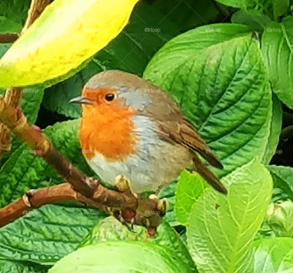 Robin Redbreast