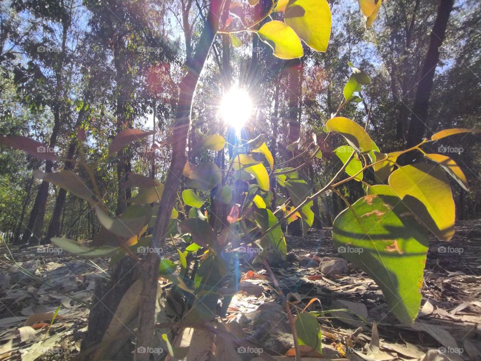 sun between trees