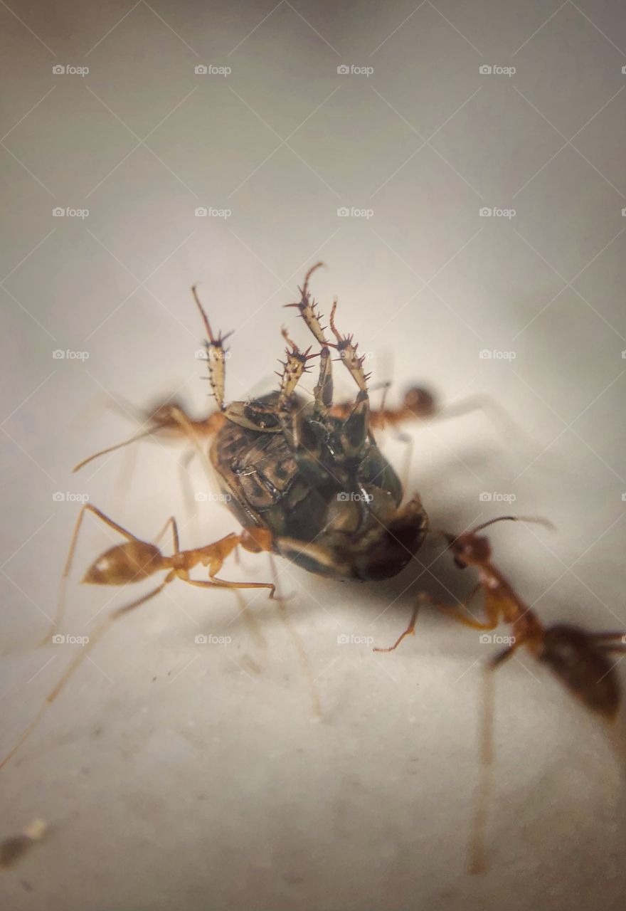 Ants preparing their food