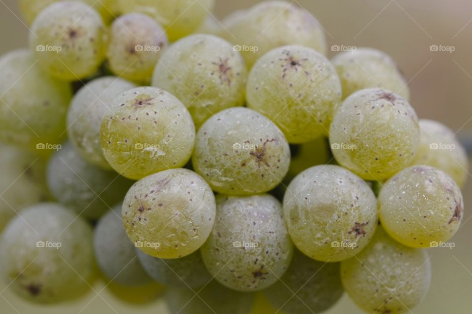 White Wine Grapes. White Wine Grapes