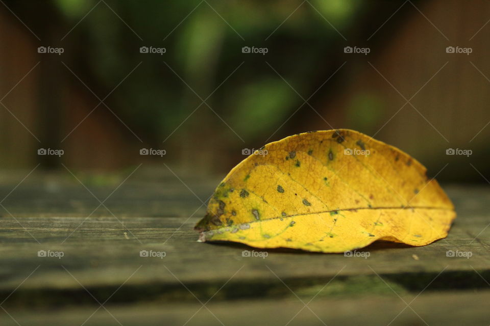 Close-up of a yellow leaf symbolizing that autumn is here.