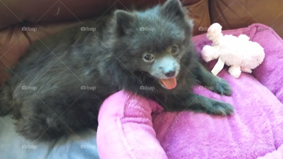 happy pomeranian