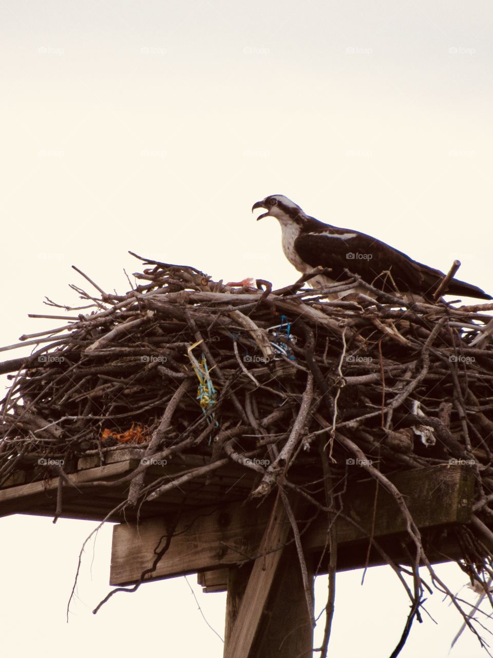 New York, Long Island, Fire Island, Nature, tree, plants, outdoors, calm, relax, shades, colors, Clouds, sky, path, view, eagle, animals, wildlife, nest, bird, 