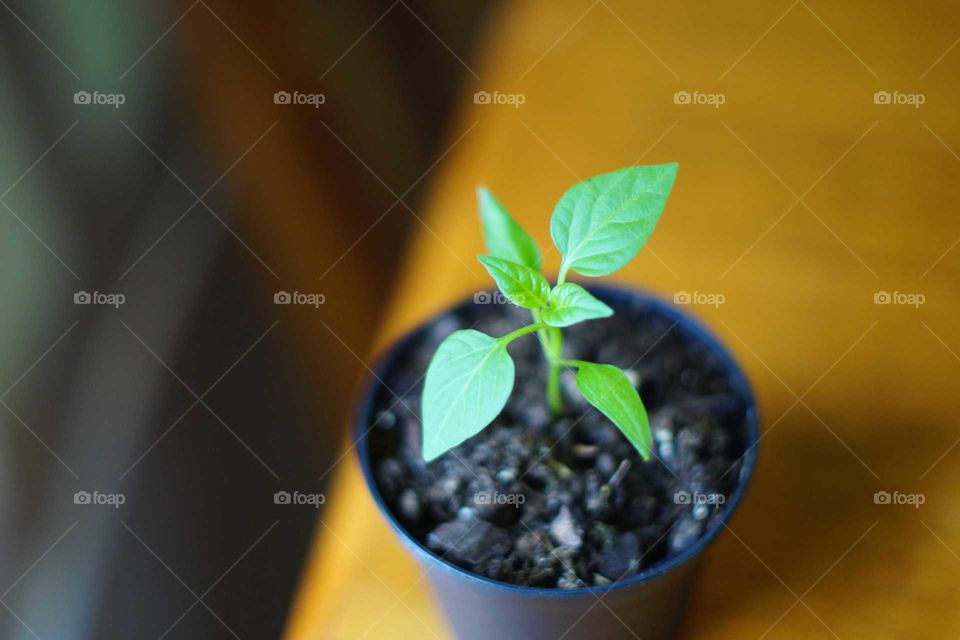 Potted plant